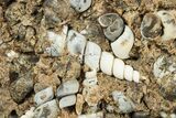 Fossil Freshwater Snails (Elimia) In Limestone - Wyoming #240634-1